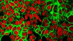 Course - Cancer Biology 101